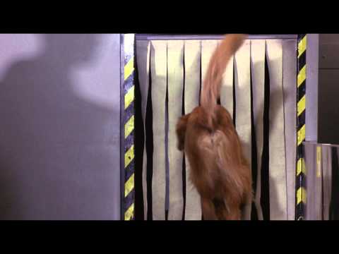 Дорога домой 2: Затерянные в Сан-Франциско - Трейлер