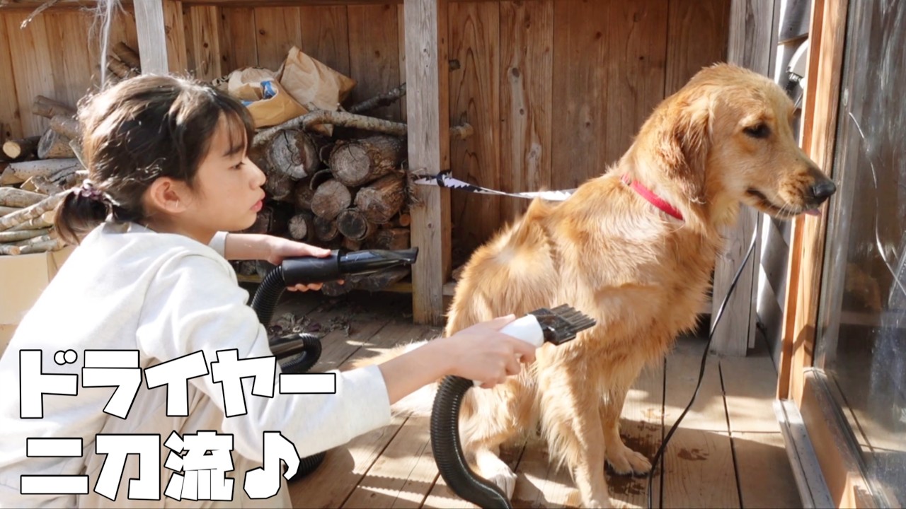 【ゴールデンレトリバーがいる生活】二刀流で愛犬をドライヤーする休日