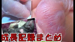 ファンシーラットの生後１～１７日までの成長記録とラッコ食いの天才現る！？