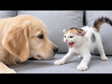 YouTube 썸네일