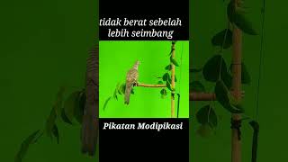 Download lagu jeplak jebakan perkutut mp3