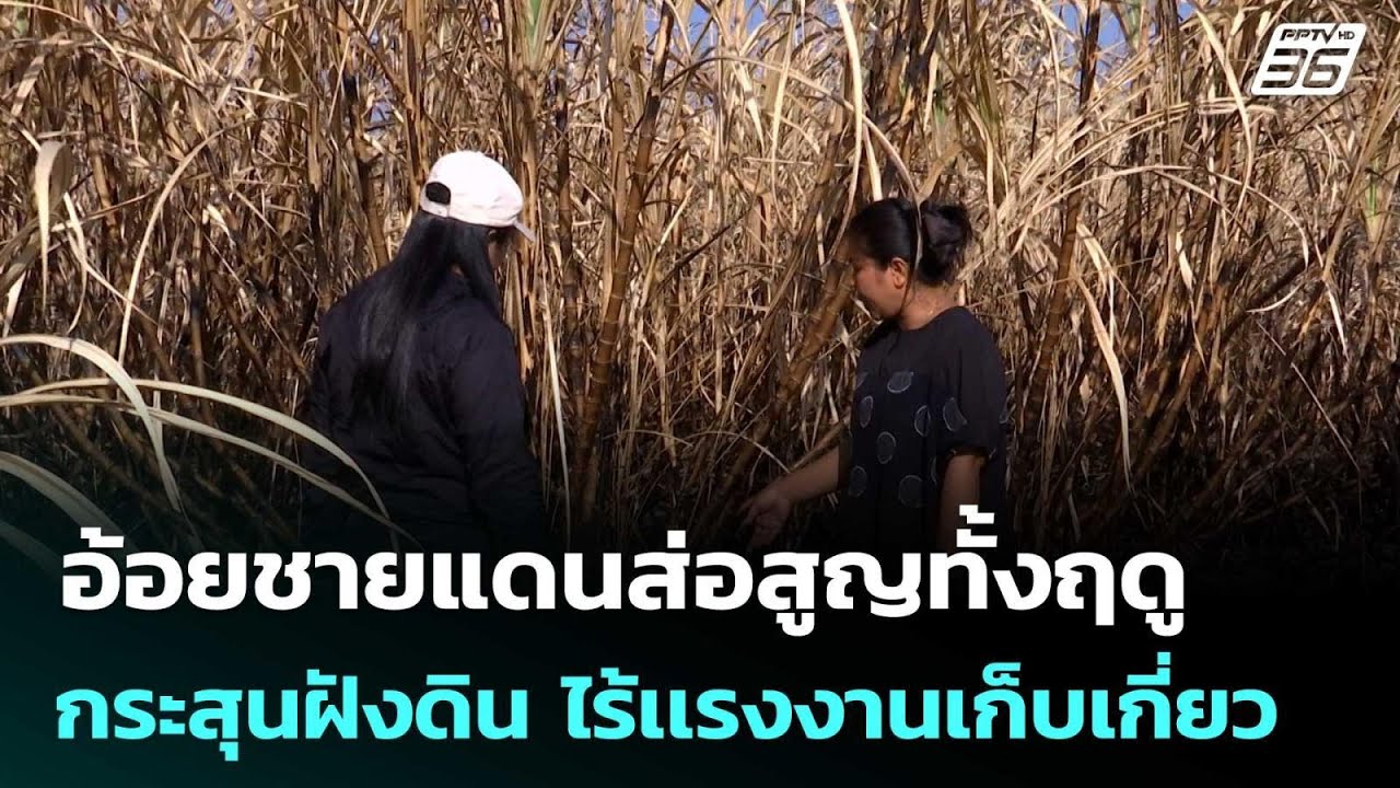อ้อยชายแดนส่อสูญทั้งฤดู กระสุนฝังดิน ไร้เเรงงานเ