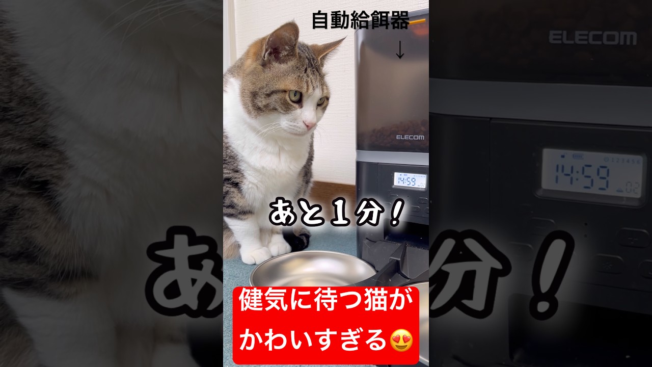 ご飯が出てくるまで健気に待つポテチくん🤣❤️ #猫 #cat #猫のいる暮らし #保護猫 #shorts