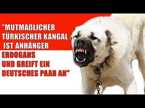 GDC Short - "Mutmaßlicher Kangal" ᴴᴰ (2017 Satire)