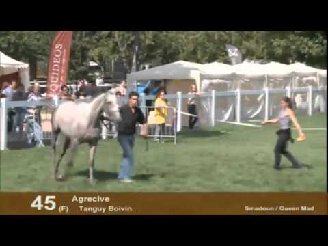 Show AQPS du Lion d'Angers 2012 - Section 5 - 2 ans - Femelle - lot 42 a 49