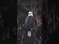 Eagle At Forest In The Rain Eagle Forest Rain Shorts
