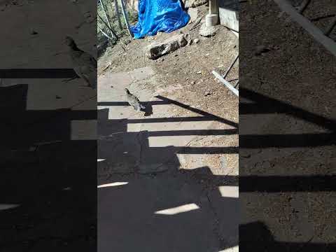 A Grouse Couple Visit: Part 3 of 3