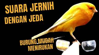 Download lagu masteran kenari 8 jam dengan jeda air mengalir ❗❗ burung mudah menirukan mp3