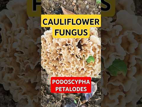 カリフラワー 植物