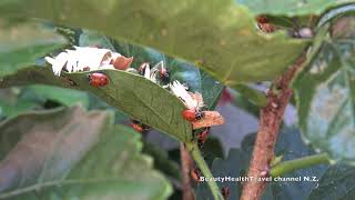 How Ladybugs Get Rid of Aphids Naturally from Infested Hibiscus