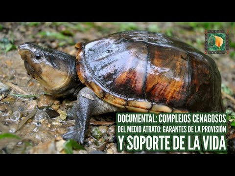 Chocó Biogeográfico: Complejos cenagosos del Medio Atrato.