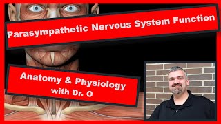 Parasympathetic Nervous System Function:  Anatomy and Physiology