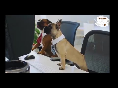 Funny - and cute Dog companies video, cute  cat  & dog animals video,বিড়াল ভিডিও,