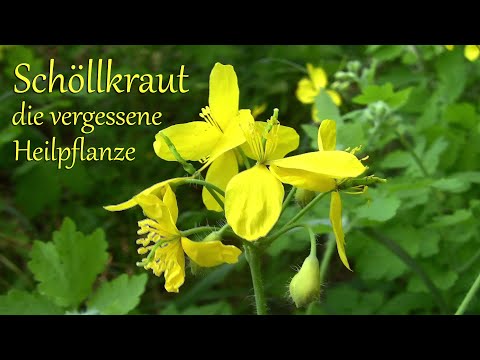 Das Schöllkraut - die vergessene Heilpflanze