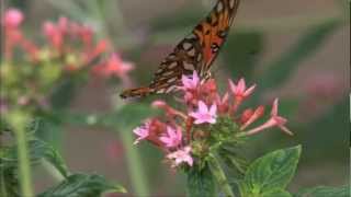 BUTTERFLIES & FLOWERS - Ryuichi Sakamoto Forbidden Colours Piano Version
