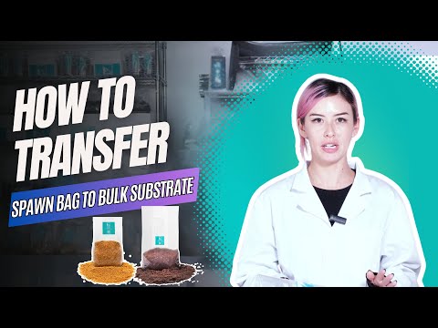 How To Transfer Inoculated Sterilized Grain Spawn to Pasteurized Bulk Substrate to Grow Mushrooms