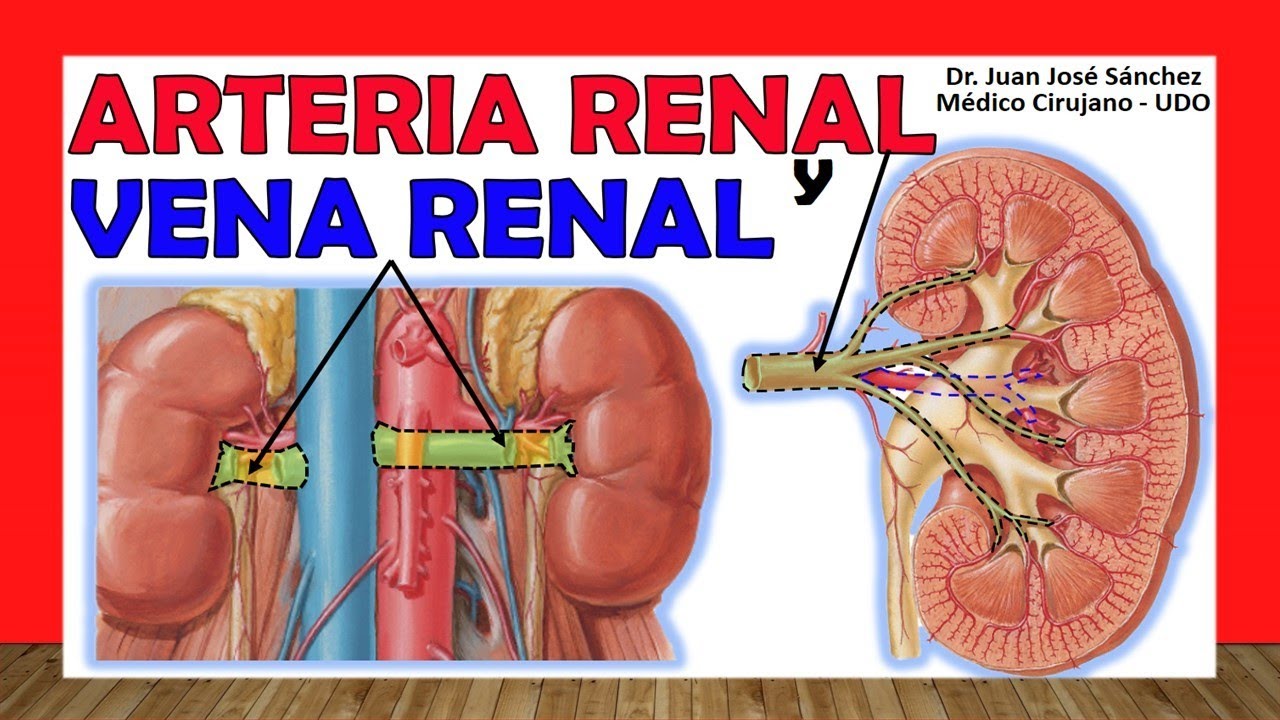 🥇 KIDNEY ARTERY AND VEIN. Anatomy, Branches and Tributaries.