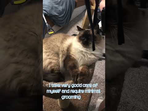 Berlioz, an adopted Ragdoll in Ontario, CA_image-1