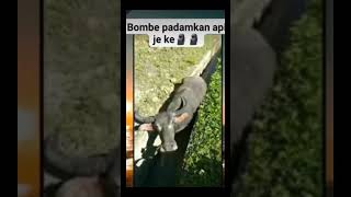 Download lagu BOMBE PADAMKAN API JE KE🗿🗿🗿🗿 mp3