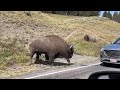 Bison Headbutts Car In Yellowstone National Park