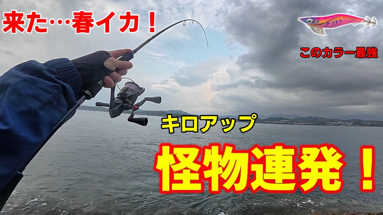 【激アツ】和歌山の夕まずめエギングでキロアップ連発！春イカが止まらない！