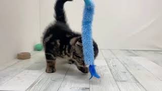 スコティッシュフォールドの動画01