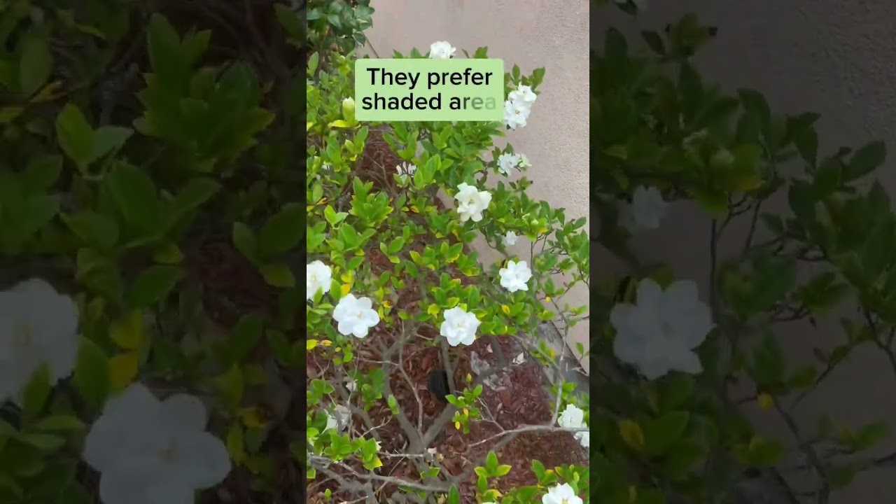 Best place to place Gardenia plant #gardentips