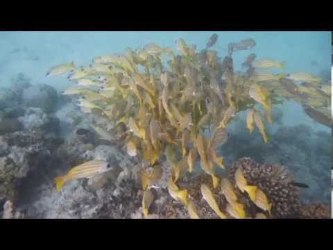 Malediven: Maldives island Reethi Beach (4) - House-reef snorkeling and Snorkel-trip