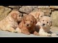 Goldendoodle - Raza de Perro