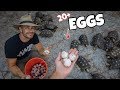 Searching for TORTOISE EGGS in the BACKYARD!!