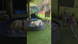 Video preview image #1 American Bulldog-Argentinian Mastiff Mix Puppy For Sale in Lighthouse Point, FL, USA