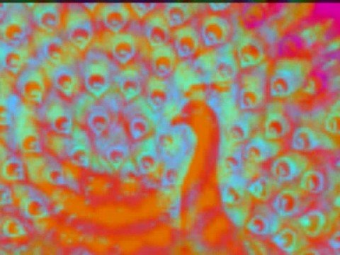 DAVID SANTO-rising of scorpio