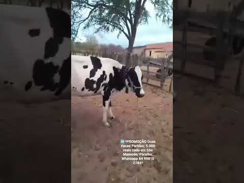 Duas Vacas Paridas: 5.000 reais cada em São Mamede/ Paraíba. Whatsapp 84 99810 2784*#gado #boi