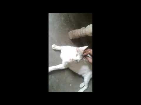 😂Very funny cat video 😂😂😂||Must watch