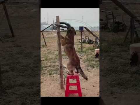 Muhteşem♥️#shorts #youtubeshorts #shortsvideo #keşfet #viral #trend #fyp #foryou #ömerhançeri #2026