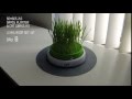 Video: Germinador con hierba gatera SENSES