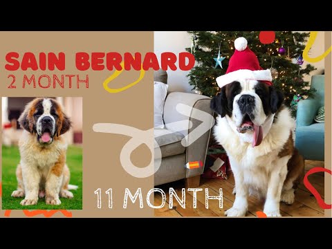 Saint bernard growing up 2 months to 11 months