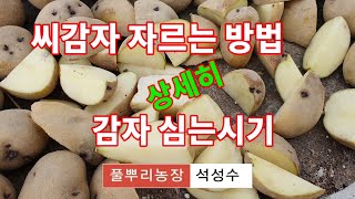씨감자 자르는방법 눈따기 감자 심는시기