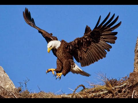 Hidatsa Indian Language ~ Maaxagáawahgu ~ animals 1