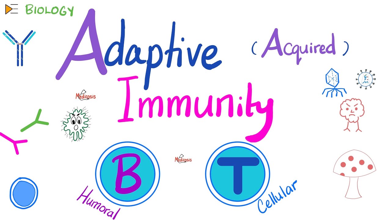 Adaptive (Acquired) Immunity - Immunology - Biology 🧬 of Immune System