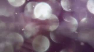 Tears Run Rings - Belly Up - Official Video