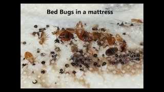 How to Tell If You Have Bed Bugs | What Do Bed Bugs Look Like