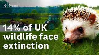 Extinction Britain: Wildlife survey exposes shocking decline in animals