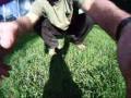 Frisbee Dog Cam