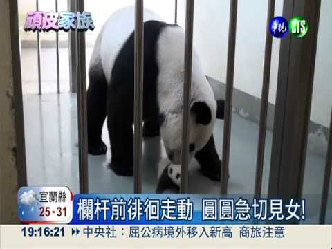 分隔39天! 圓圓母女"愛的抱抱"