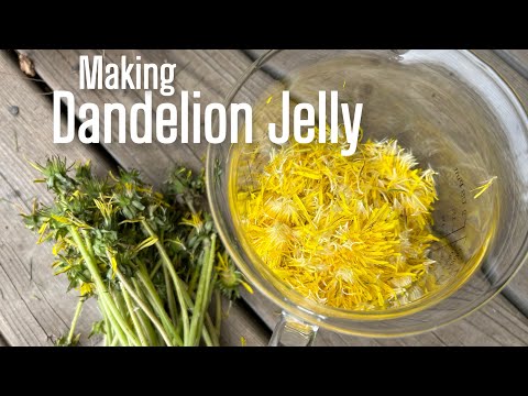 Harvesting Weeds for a Sweet Treat! Poor Man’s Honey! (No Bees Required 🐝)