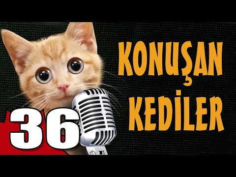 Konuşan Kediler 36 - En Komik Kedi Videoları