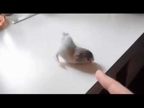 За попугаем повторяй