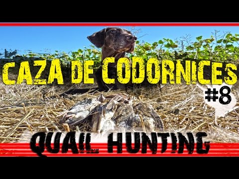 CAZA de CODORNICES con Kai #8 | QUAIL HUNTING | HD