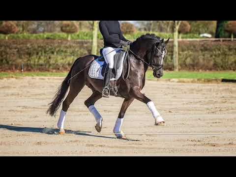 Magic Friday B WE - Zuchthof Kathmann 2022